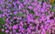 Blyth Cottage Burra - thumb 30