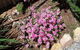 Blyth Cottage Burra - thumb 19