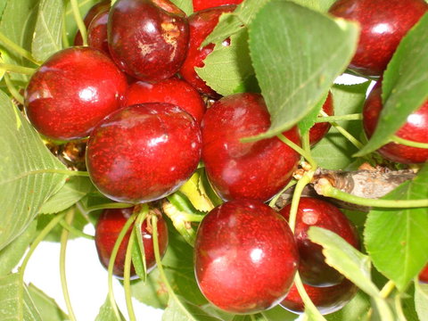 STUDIO ECHUNGA Adelaide Hills - Accommodation Port Macquarie 19