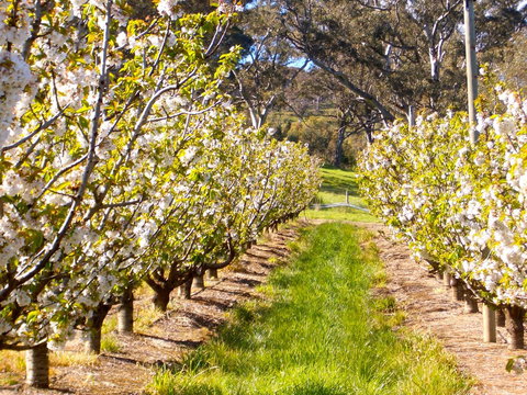 STUDIO ECHUNGA Adelaide Hills - Accommodation Port Macquarie 18