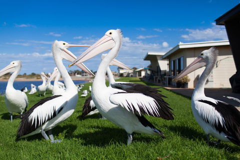 Modra\'s Apartments - Accommodation Port Macquarie 13