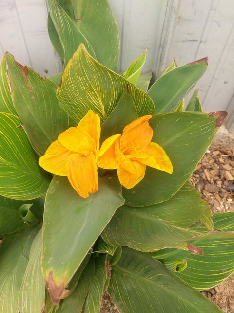 Desert Gum Retreat Gough St - Accommodation Port Macquarie 20