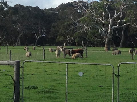 Breakaway Farmstay - Accommodation Port Macquarie 6