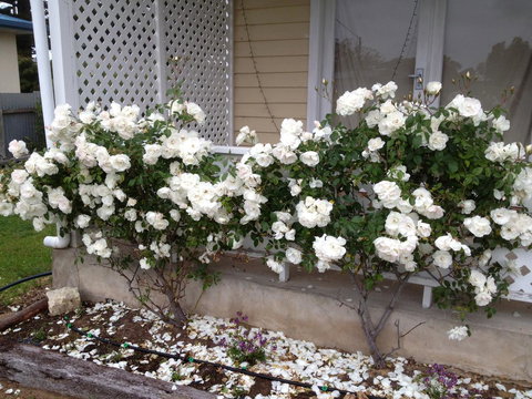 Railway Cottage In Beachport - Accommodation Port Macquarie 12