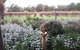 Linger Longer Vineyard - thumb 4
