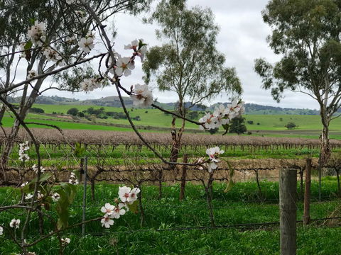 Jasmine\'s Barossa Valley Cottage - Accommodation Port Macquarie 20