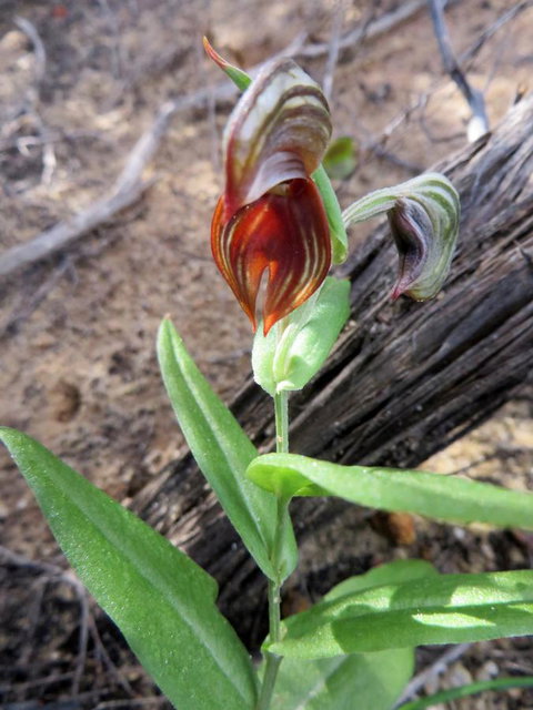 Kanga Cottage - Accommodation Port Macquarie 28