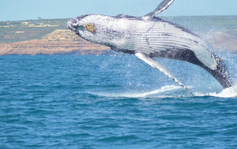 Unit 42 Kalbarri Beach Resort - Accommodation Port Macquarie 21