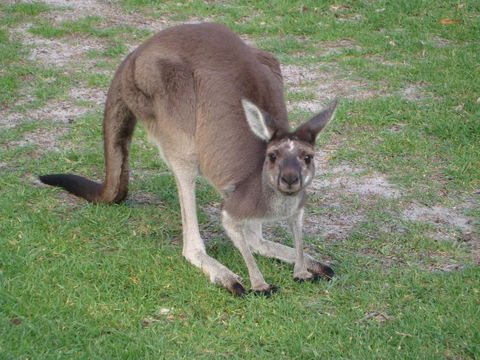 Bella Bali Gardens - Accommodation Port Macquarie 39