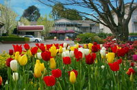 Book Leura Accommodation Vacations Accommodation Port Macquarie Accommodation Port Macquarie