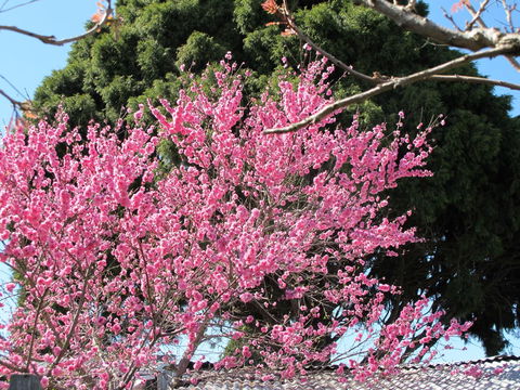 Apple Tree Cottage - Accommodation Port Macquarie 31