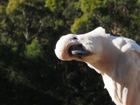 Bundle Hill Cottages - Accommodation Port Macquarie 1