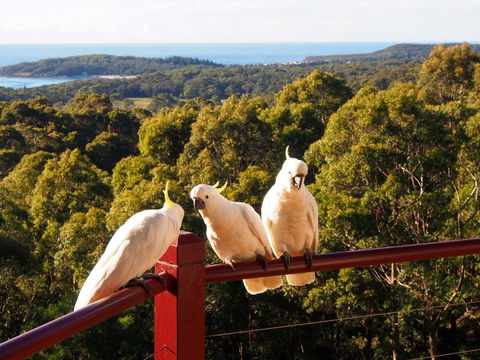 Bundle Hill Cottages - Accommodation Port Macquarie 2