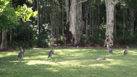Bundle Hill Cottages - Accommodation Port Macquarie 15