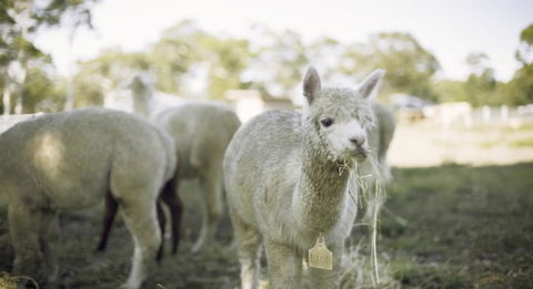 The Woods Farm Jervis Bay - Accommodation Port Macquarie 12