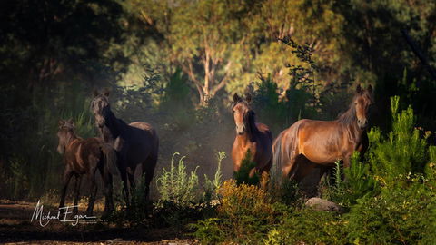 Pound Creek Gallery - Accommodation Port Macquarie 18