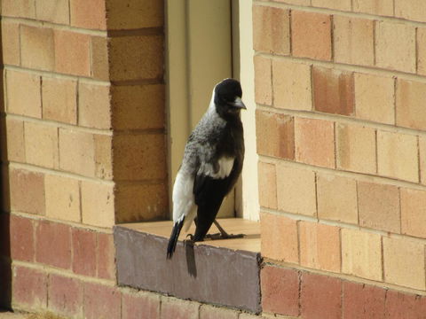 Allonville Gardens Motel - Accommodation Port Macquarie 34