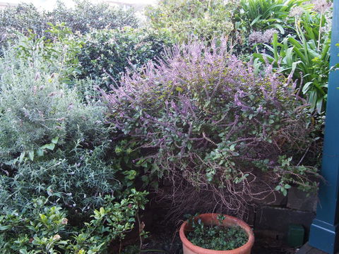 Bellevue Accommodation - Accommodation Port Macquarie 24