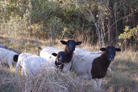 Cadair Cottages - Accommodation Port Macquarie 15