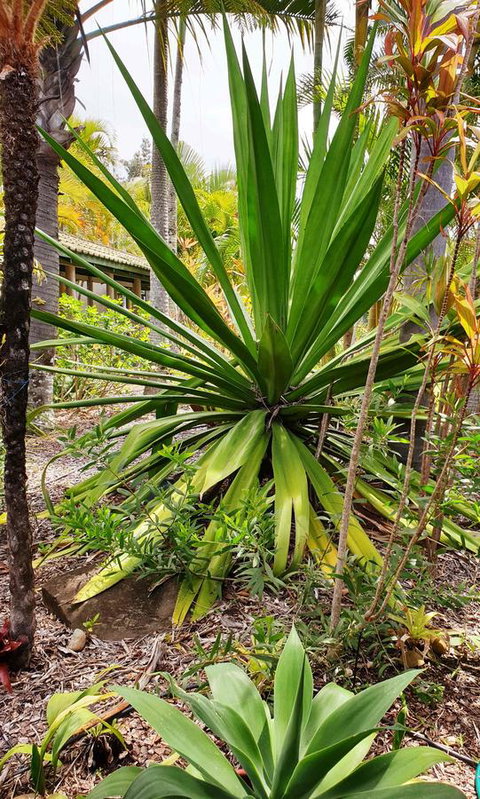Ballina Beach Resort - Accommodation Port Macquarie 35