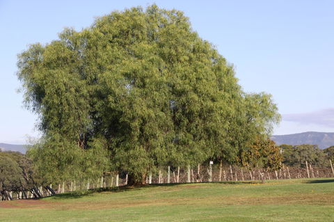 Adina Vineyard - Accommodation Port Macquarie 17