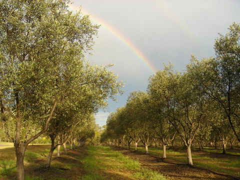 Adina Vineyard - Accommodation Port Macquarie 19