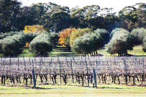 Adina Vineyard - Accommodation Port Macquarie 15
