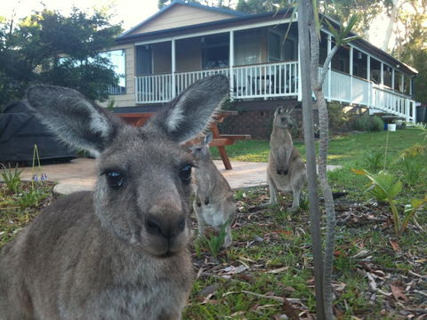 Bush & Bay Cottage - Accommodation Port Macquarie 0