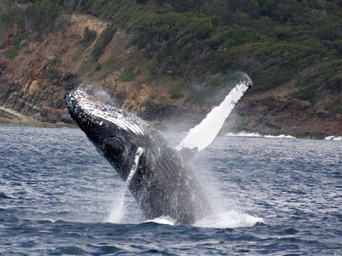 Braemar 9 - Accommodation Port Macquarie 8