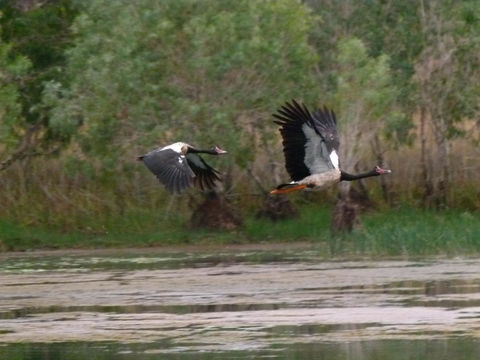Mercure Kakadu Crocodile - Accommodation Port Macquarie 31