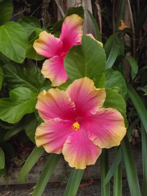 Golden Sands Motor Inn - Accommodation Port Macquarie 28