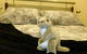 Rock Wallaby - thumb 17