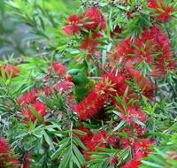 Bottlebrush B  B - Accommodation Port Macquarie