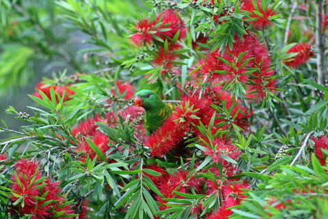 Bottlebrush B & B - Accommodation Port Macquarie 0