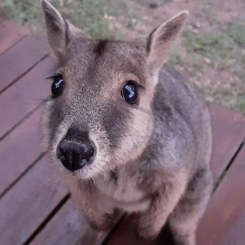 Camp Kanga - Accommodation Port Macquarie 3