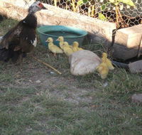 Corella Creek Country Farm Stay - Accommodation Port Macquarie
