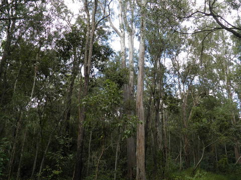 Coucals Cottage - Accommodation Port Macquarie 3