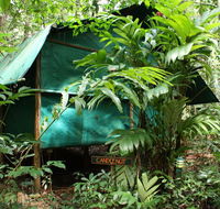 Daintree Crocodylus - Accommodation Port Macquarie