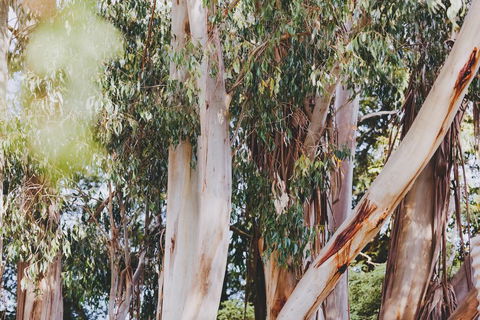 Dalblair Bed & Breakfast - Accommodation Port Macquarie 2