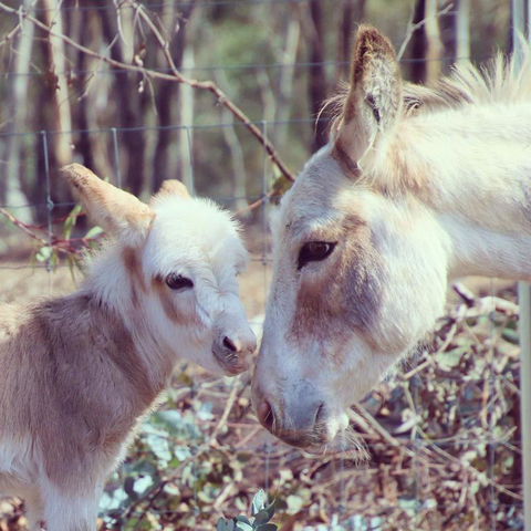 Donkey Tales Farm Cottages - Accommodation Port Macquarie 3