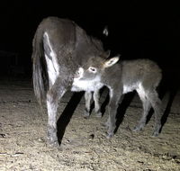 Donkey Tales Farm Cottages - Accommodation Port Macquarie