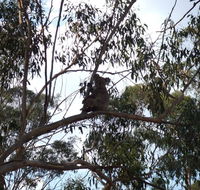 Escape to the Country - Enjoy the firepit or explore magical Bunya Mountains - Accommodation Port Macquarie