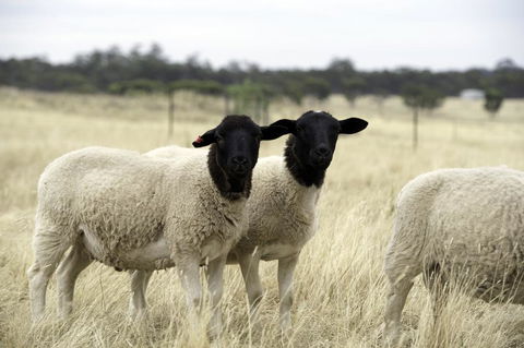 Gilgraves Vineyard Farmstay - Accommodation Port Macquarie 3