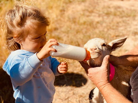 Glenview Alpaca Farm - Accommodation Port Macquarie 1
