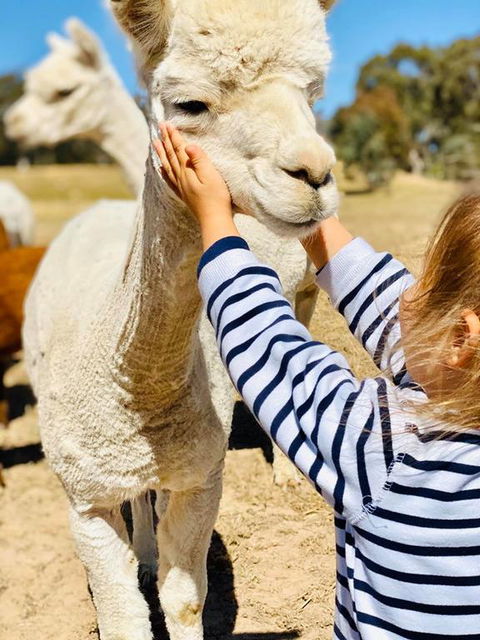 Glenview Alpaca Farm - Accommodation Port Macquarie 3