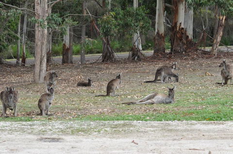 Karri Valley Chalets - Accommodation Port Macquarie 1