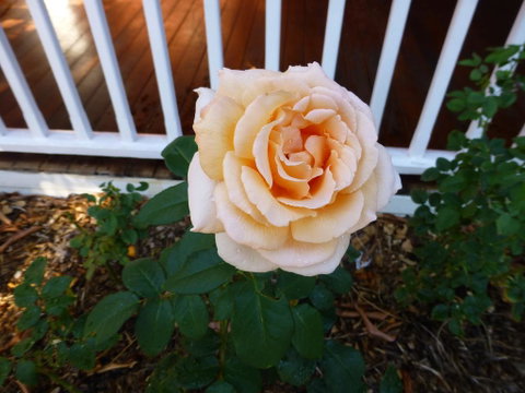 Lakeside Bed & Breakfast - Accommodation Port Macquarie 2