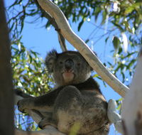 Levi Park Caravan Park - Accommodation Port Macquarie