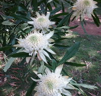 Lyrebird Gully Retreat - Accommodation Port Macquarie
