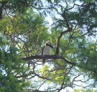 Jacaranda Hideaway Bed  Breakfast - Accommodation Port Macquarie